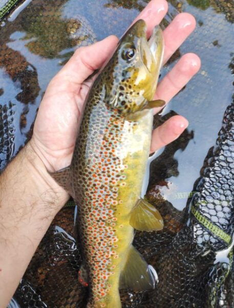Fishing in the Dolomites: Book Your Wild Excursion! - Participants and Logistics