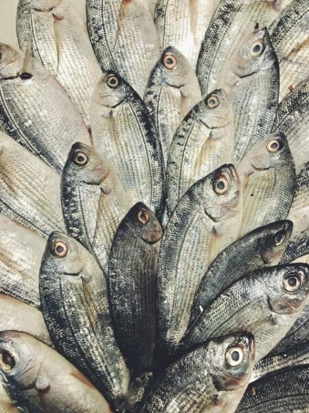 Fishing in the Sea by Yacht - What to Bring and Prepare