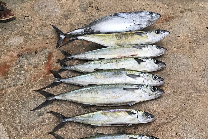 Fishing in Waikiki - Good To Know