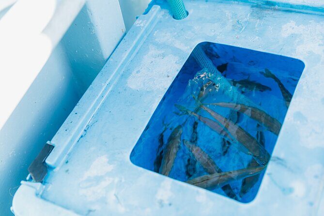 Fishing Tour Experience in Heda Numazu Shizuoka - Final Thoughts: Is This Tour Worth It?