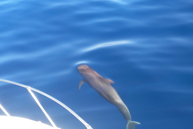 Fishing Trip, Tenerife Sea Passion - Overview and Experience