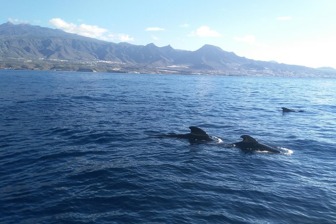 Fishing Trip, Tenerife Sea Passion - The Sum Up