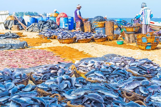 Fishing Village & Mangrove Tour Experince at Negombo (Starting From Colombo) - Good To Know