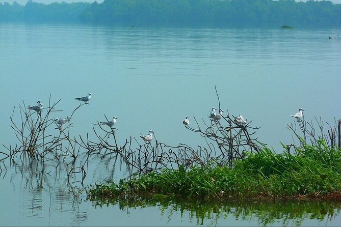 Fishing Village & Mangrove Tour Experince at Negombo (Starting From Colombo) - Price