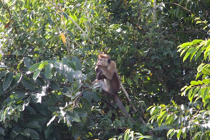 Fishing Village & Mangrove Tour Experince at Negombo (Starting From Colombo) - Frequently Asked Questions