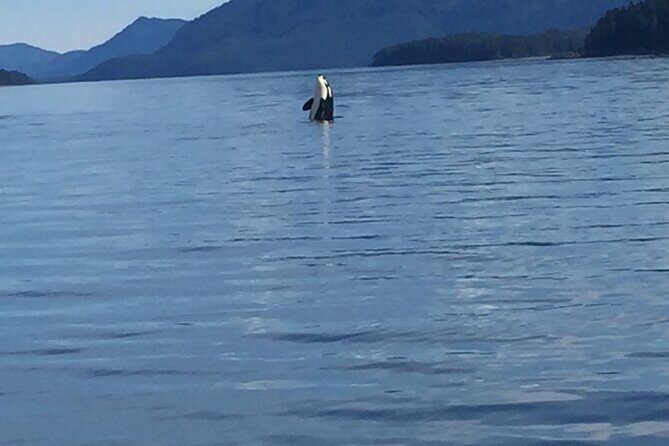 Fishing Whale Watching Hoonah Alaska - Introduction: A Closer Look at the Hoonah Whale Watching & Fishing Tour