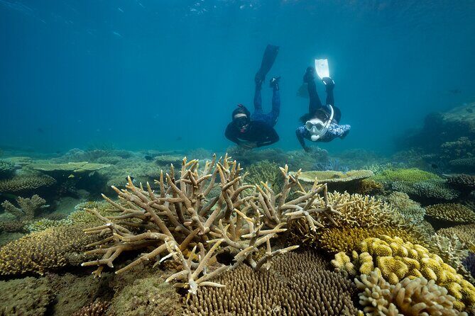 Fitzroy Island Day Trip 11am to 5pm Ferry INC Snorkel Equipment - An Honest Look at the Fitzroy Island Day Trip: Snorkeling, Beaches, and Tropical Vibes