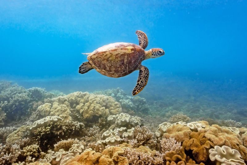 Fitzroy Island Round-Trip Ferry Transfers from Cairns - Weather and boat comfort are worth checking