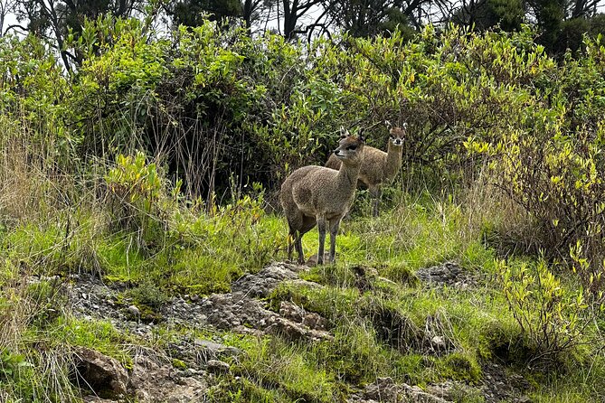 Five (5) Days Tour on North Ethiopia. 1 Day Axum and 3 Days Simien Mountains. - Physical Fitness Requirements