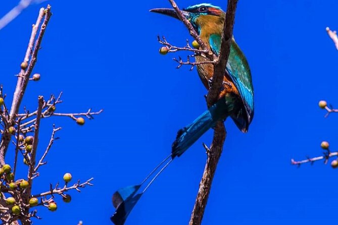 Five Cenotes Jungle Experience in the Riviera Maya - Reviews and Ratings of the Experience