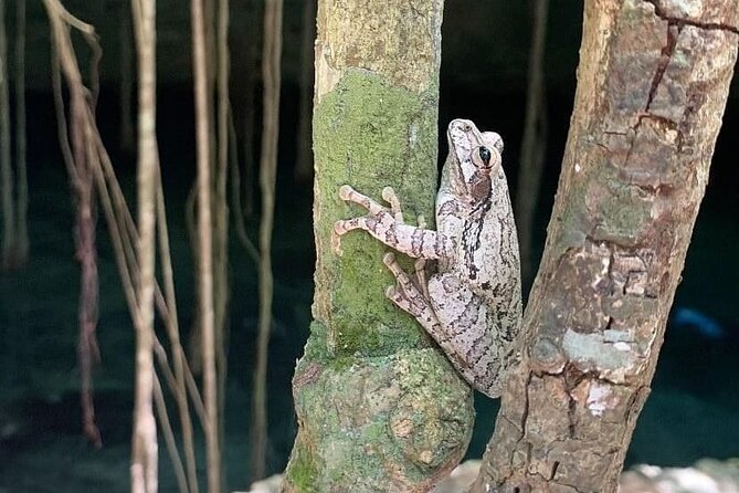 Five Cenotes Jungle Experience in the Riviera Maya - Common Questions and Terms