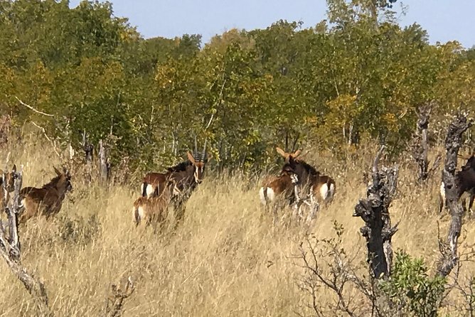 Five-Day Hwange NP, Chobe NP and Victoria Falls Combo - The Sum Up