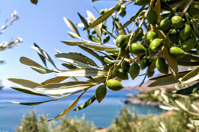 Five Days of Culinary Exploration in Laconia, Peloponnese - Good To Know