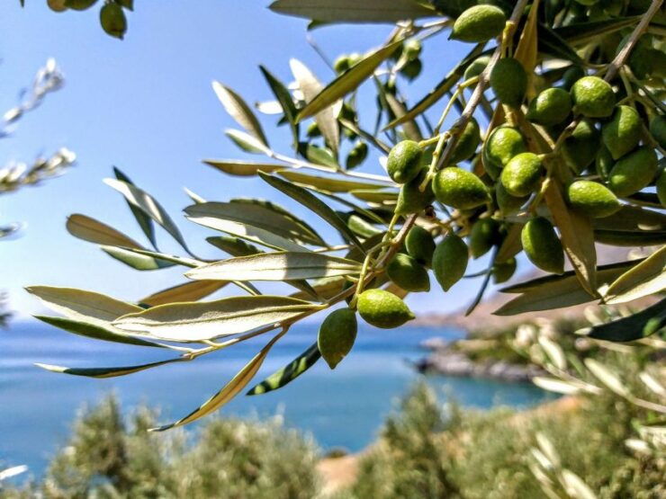 Five Days of Culinary Exploration in Laconias Peloponnese - Culinary Experiences
