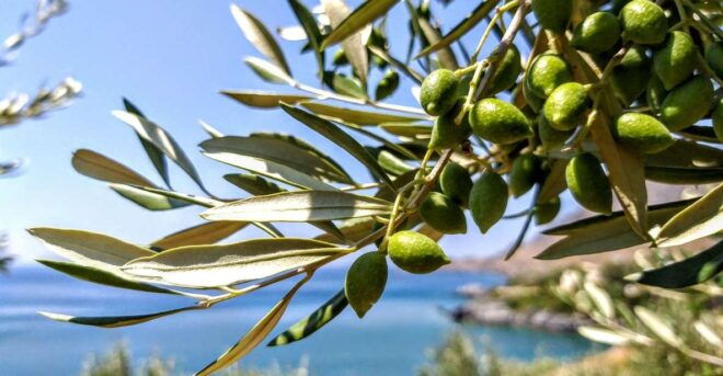 Five Days of Culinary Exploration in Laconias Peloponnese - Historical Discoveries