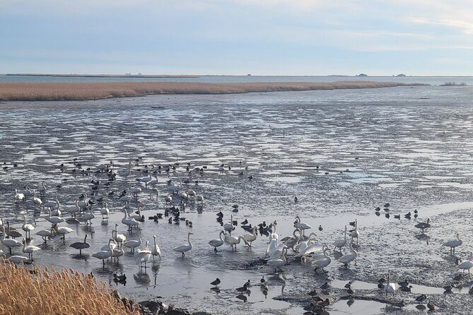 Five Senses Journey in Busan Full Day - Practical Tips