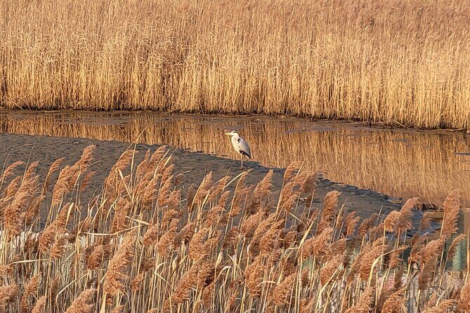 Five Senses Journey in Busan Full Day - FAQ