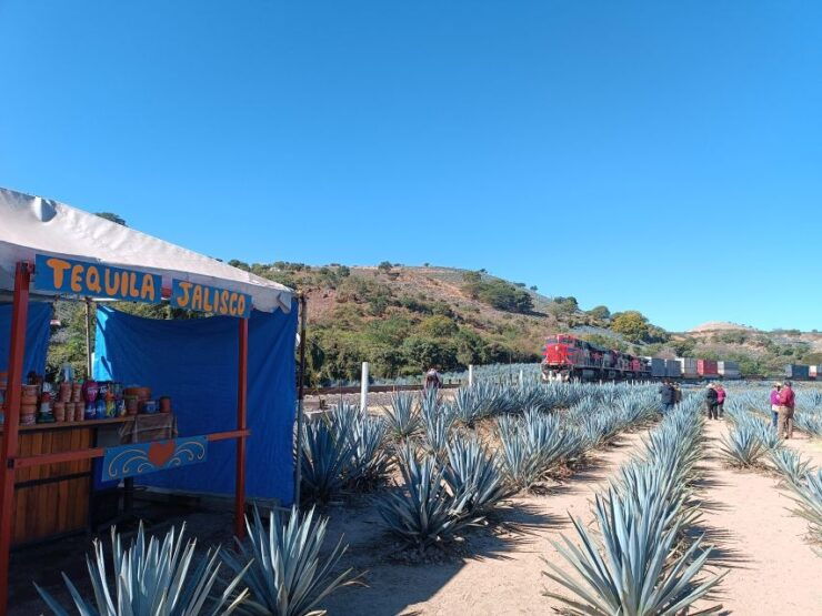Five-Star Factory: Meet Orendain Tequila. - Tequila Production Process Revealed