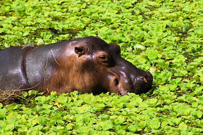 Five-Star Reviews Spark Excitement for Naples Hacienda Tour - Review Distribution and Sources Overview