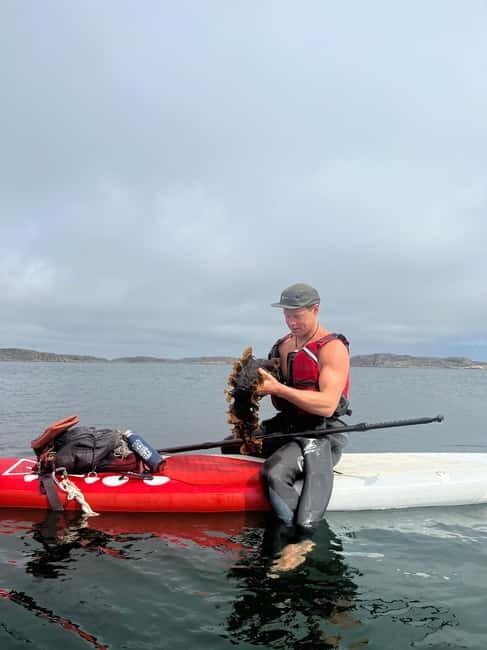 Fjällbacka: Seaweed Picking and SUP Paddling Tour - Good To Know