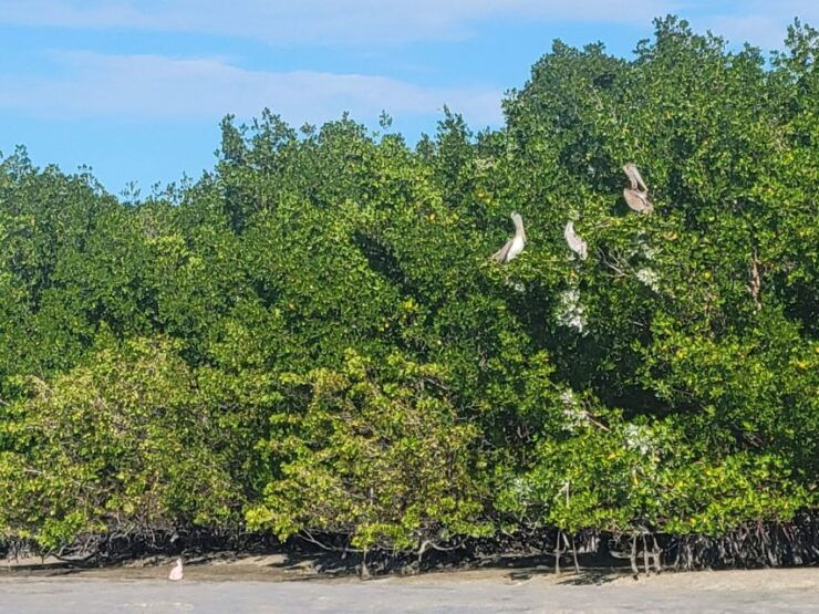 Flamingo: 3-Day Everglades Backcountry Camping Trip W/ Guide - Experience Highlights