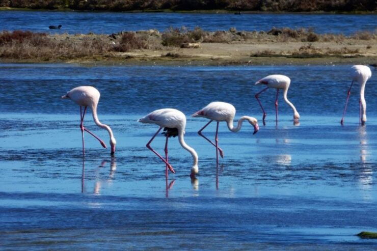 Flamingo-Birdwatching in the Ebro Delta at Sunset - Tour Duration and Guide Availability