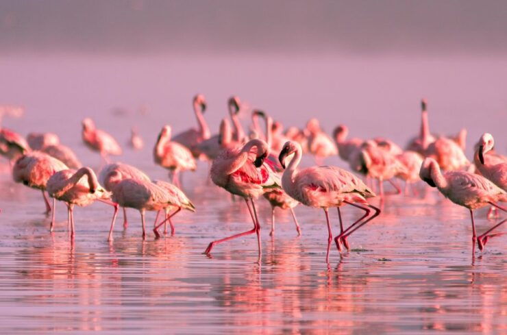 Flamingo-Birdwatching in the Ebro Delta at Sunset - Key Highlights and Location Details