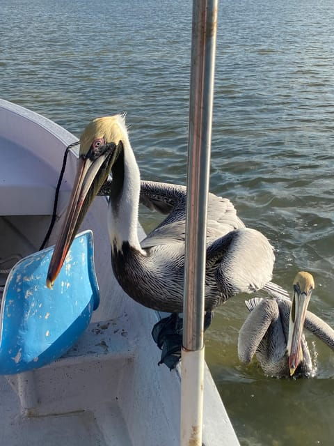 Flamingo Classic: Rio Lagartos and Las Coloradas - Mayan Bath