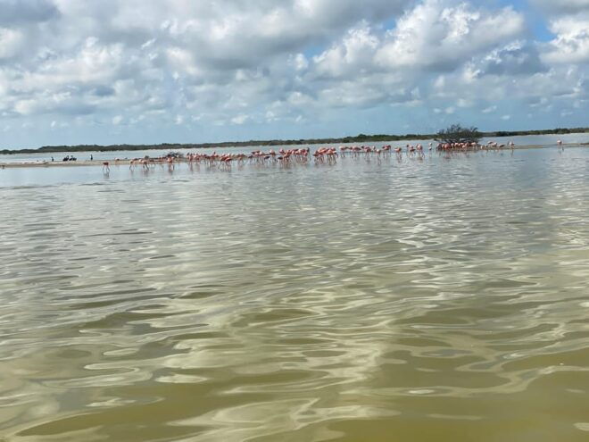 Flamingo Deluxe Rio Lagartos and Las Coloradas - Inclusions and Exclusions