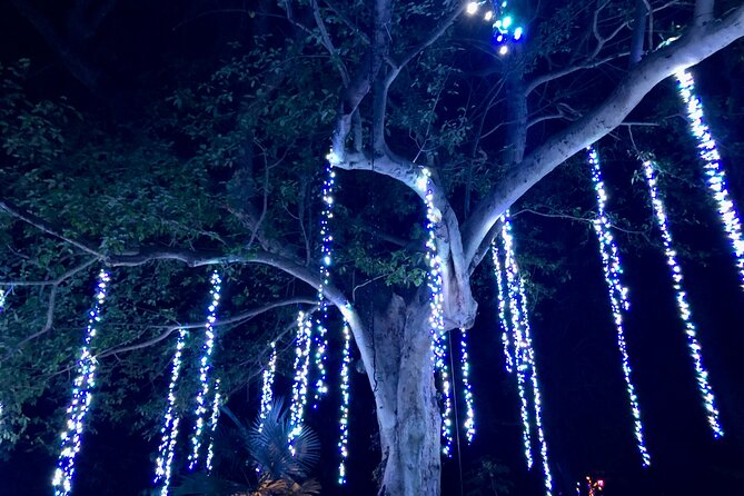 Flamingo Gardens Garden of Lights - Common Questions