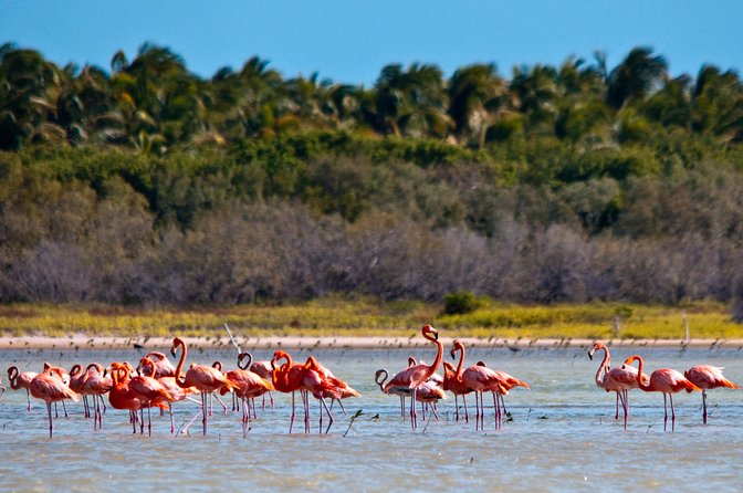 Flamingo Island - Laguna Oviedo - Pricing and Booking Details