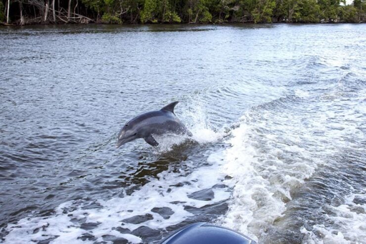 Flamingo Marina: Backcountry Boat Tour of the Everglades - Discover Everglades National Park Biodiversity