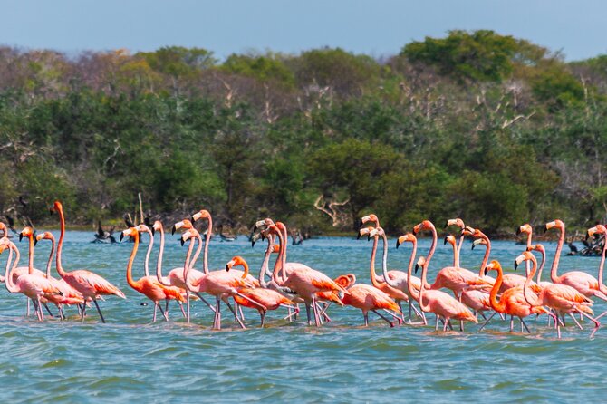 Flamingo Sanctuary: Rave Reviews Await - Flamingo Sanctuary Overview