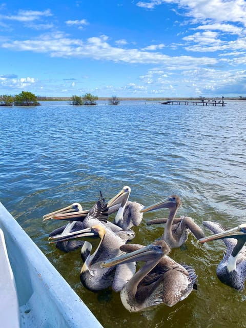 Flamingo Tour in Rio Lagartos, Yucatan 3 Hours - Restrictions and Limitations