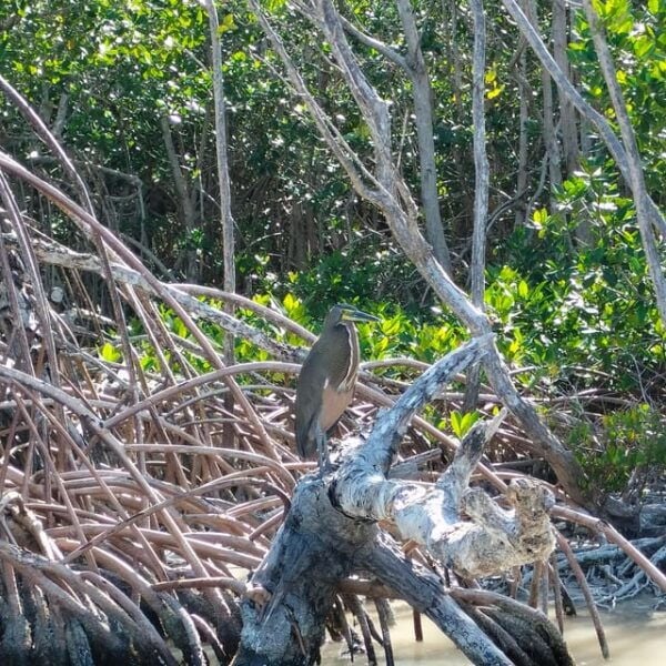 Flamingo Tour Rio Lagartos, Yucatan 2 Hours - Boat Ride Through Mangroves