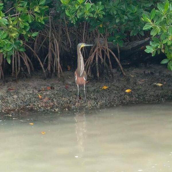 Flamingo Tour Rio Lagartos, Yucatan 2 Hours - Mayan Clay Skin Treatment