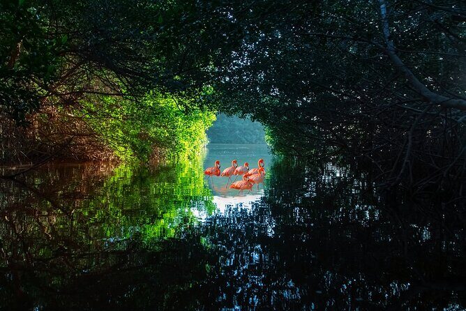 Flamingo Watching Private Tour in Celestun Biosphere Reserve - Analyzing the Price and Overall Value