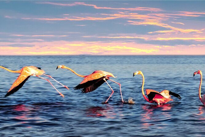 Flamingo Watching Private Tour in Celestun Biosphere Reserve - Final Thoughts: Who Should Book This Tour?