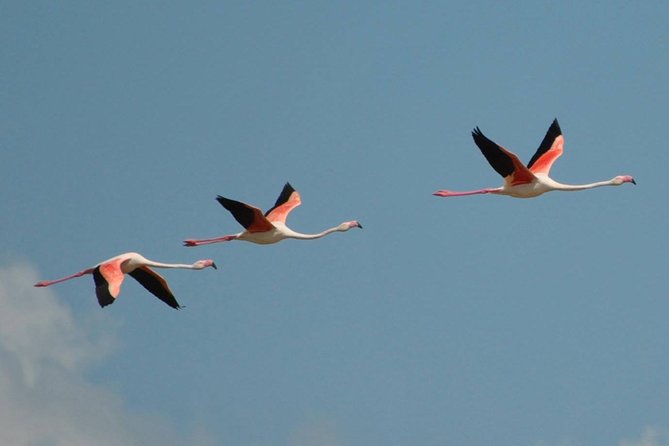 Flamingos Sightseeing Segway Tour - Tour Details and Highlights