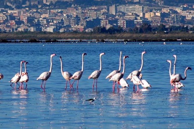Flamingos Sightseeing Segway Tour - Cancellation Policy