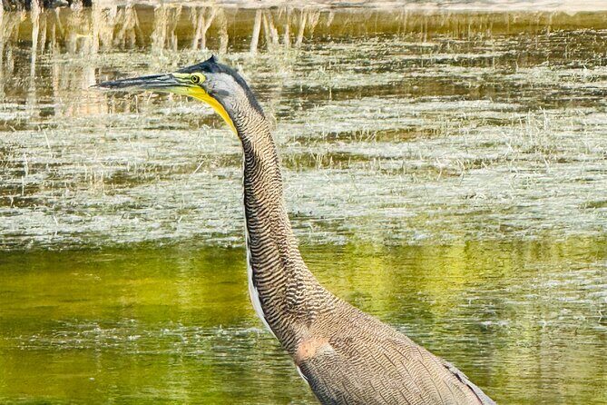 Flamingos Tour in Rio Lagartos Yucatan 2 hours - FAQs