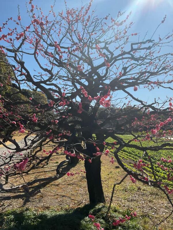 Flavors and Serenity: Tsukiji and Hamarikyu garden in Spanish - Good To Know