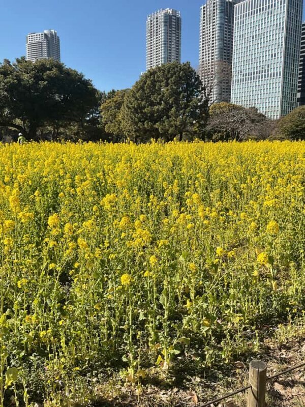 Flavors and Serenity: Tsukiji and Hamarikyu garden in Spanish - The Matcha Experience: Savoring Japanese Tradition