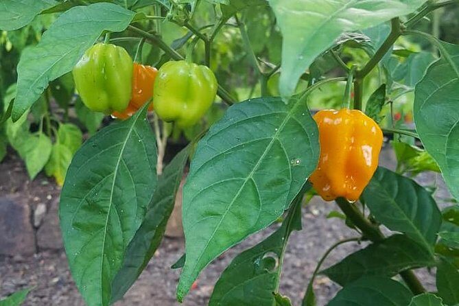 Flavors of St Lucia Culinary Experience - Authenticity & Reviewer Insights