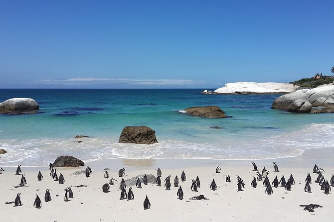 Flavours Of Cape Town Full Day Tour - Tour Highlights