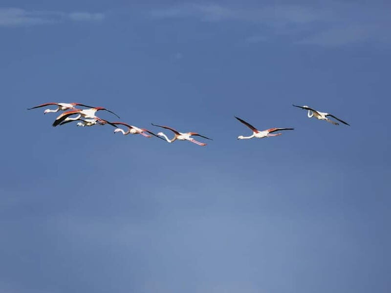 Fleur de Sel Experience - Who Should Consider This Tour?