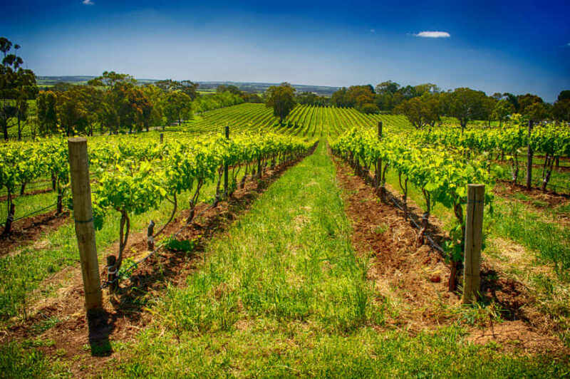 Fleurieu Peninsular: McLaren Vale Winery Experience - Who Should Consider This Tour?