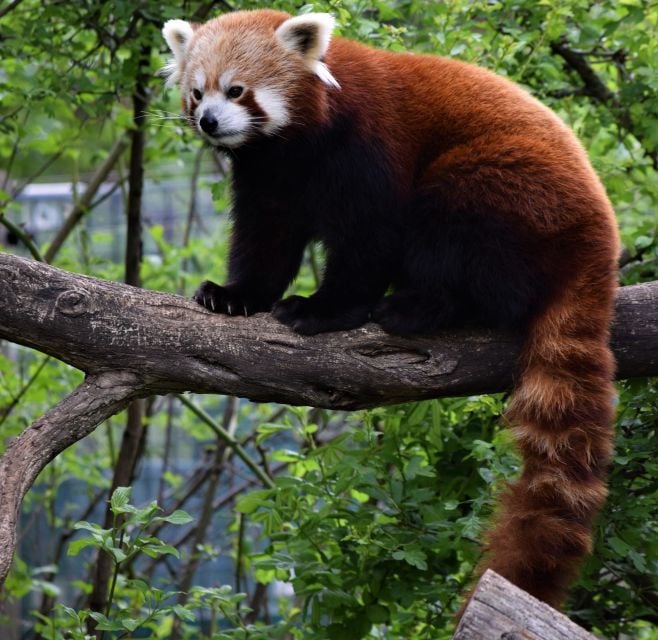 Flexible Private Transport to Schönbrunn Zoo Vienna - Practical Tips for a Smooth Visit