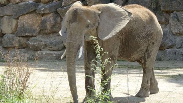 Flexible Private Transport to Schönbrunn Zoo Vienna - The Sum Up