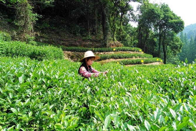 Flexible Suzhou Private Tour from Shanghai with First Class Bullet Train Option - Who Is This Tour Best For?